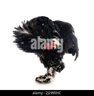 brahma chicken in front of white background Stock Photo