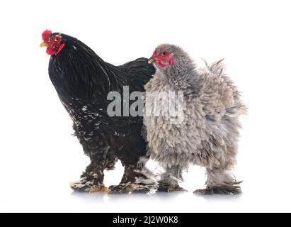 brahma chicken in front of white background Stock Photo