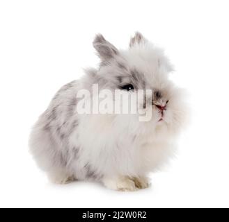 angora Mini Lop in front of white background Stock Photo