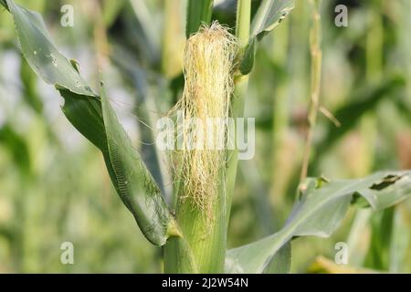 Close-up photo of Maize Fruit Growing on Maize Crop Stock Photo