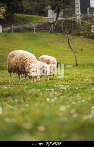sheep with newborn lamb on lush green meadow in spring.Horizontal. space for copy Stock Photo
