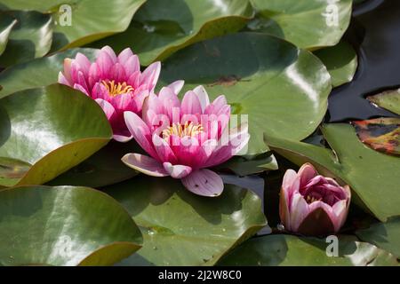 Water lily 'James Brydon' in bloom, deep pink flowering plants in the family Nymphaeaceae. Stock Photo