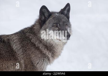 Wild black canadian wolf is looking away. Close up. Canis lupus pambasileus. Animals in wildlife. Stock Photo