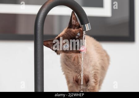 Devon Rex cat in the kitchen drinking water from a faucet (Selective focus) Stock Photo