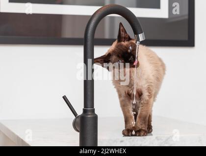 Devon Rex cat (Blu Point type) drinking water from a water tap in the kitchen. Stock Photo