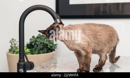 Beautiful brown Devon Rex cat (Blu Point type) drinking tap water in the kitchen Stock Photo