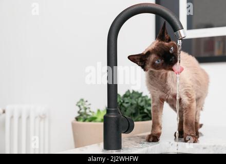 Young Devon Rex cat (Blu Point type) in the kitchen drinking tap watert (Selective focus) Stock Photo