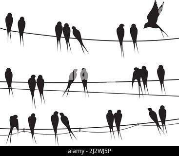 Birds sitting wire. Silhouette flock black bird on telephone electricity cable, swarm feathers swallow or swift pair sparrow love fly animal vector illustration. Silhouette bird wildlife on wire Stock Vector