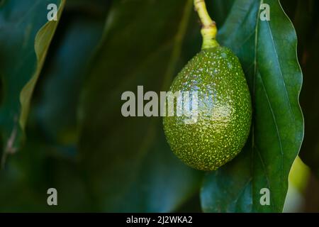 Closeup of some Avocados on a tree in Kenya. Stock Photo