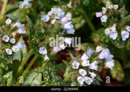 Pale blue flowers of Pulmonaria Opal Ocupul Lugnwort Stock Photo