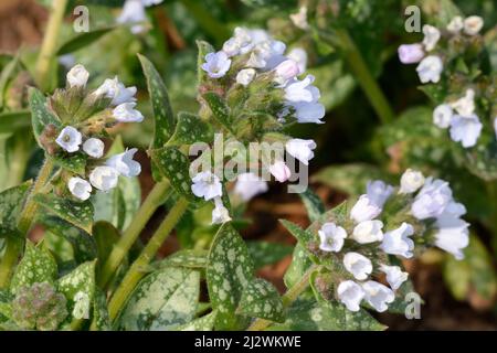 Pale blue flowers of Pulmonaria Opal Ocupul Lugnwort Stock Photo