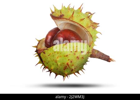 Conkers inside green spiked case isolated on white with shadow. Natural protection and security concept Stock Photo