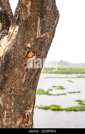 A tree trunk with rugged bark beside the river Stock Photo