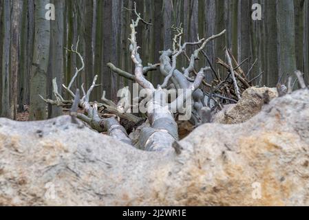 Ghost forest on the German Baltic Sea coast, fallen beech, Nienhagen, Mecklenburg-West Pomerania, Germany Stock Photo