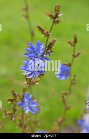Chicory, Cichorium intybus Stock Photo