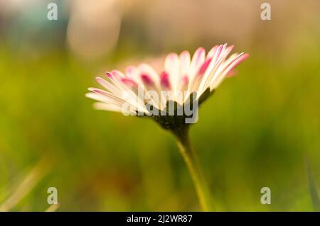 Daisy with lots of bokeh on a meadow. bright out of focus on the flower. Delicate colors in nature Stock Photo