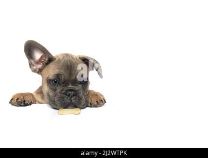 french bulldog puppy  showing face shoulders and paws  big eye looking at a biscuit isolated in white used for placard advertising  signs posters and Stock Photo