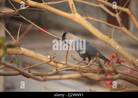 The black crow is sitting on the branch of the almond tree. Stock Photo