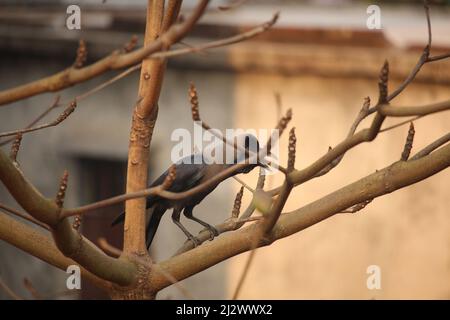 The black crow is sitting on the branch of the almond tree. Stock Photo