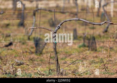 Close up of vineyard at spring time, ready for new season, wine concept Stock Photo