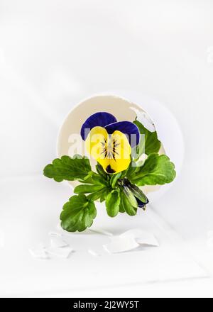 Stil life with dark blue and yellow pansy flowers in egg vase. Homemade decoration for Easter or floristic concept. Copy space. Stock Photo