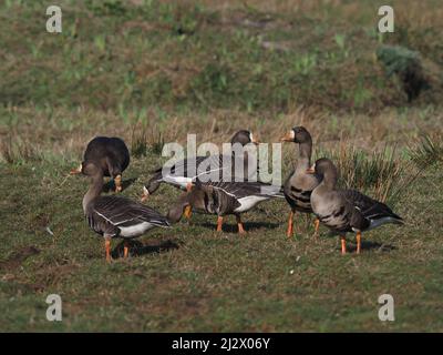 White fronted geese on Islay in Spring 2022 where they Winter,  a couple of images include a neck collared individual ! Stock Photo