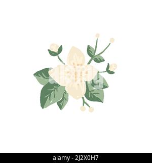 White flowers and buds of mock orange plant branch with green leaves, hand drawn illustration of English dogwood isolated on white Stock Photo