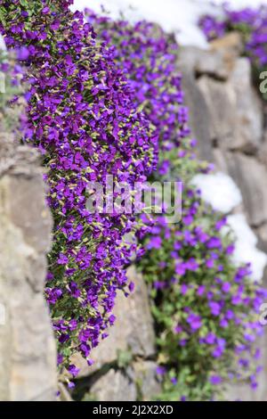 false Rockcress with Snow in the wintry Rock garden Stock Photo
