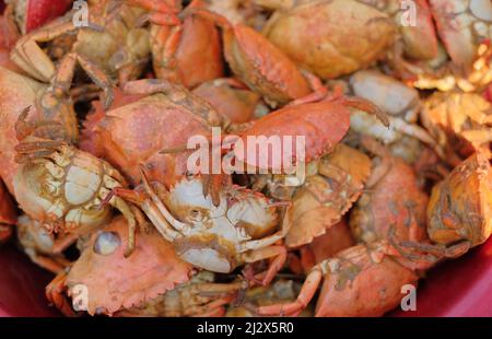 Cooked crabs. Chili crab asia cuisine. Crab cooked in large quantities on a tray Stock Photo