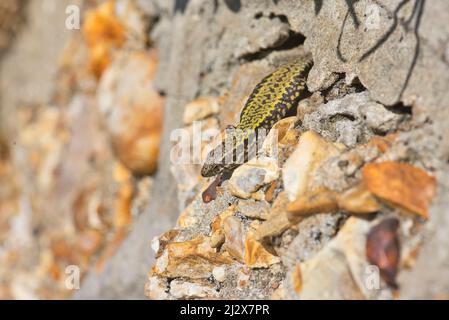 Common wall lizard (Podarcis muralis) basking in early morning sun. Native to Europe, but also introduced in the UK and North America Stock Photo