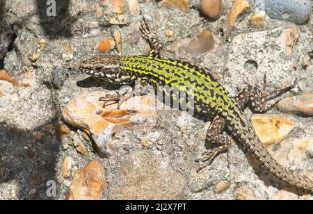 Common wall lizard (Podarcis muralis) basking in early morning sun. Native to Europe, but also introduced in the UK and North America Stock Photo