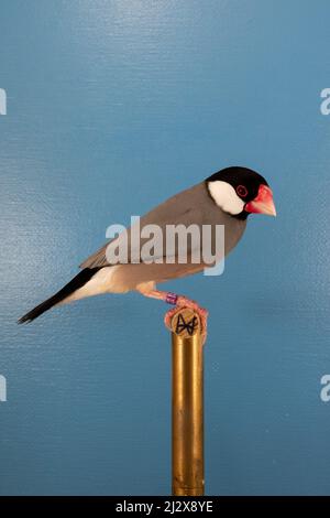 A vertical closeup of the Java sparrow, Padda oryzivora on the perch. Stock Photo