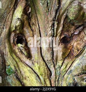Beautiful colour, pattern, and texture of Oak tree remnant in Ancient Oak woodland a former medieval royal hunting forest with living and remnants of Stock Photo