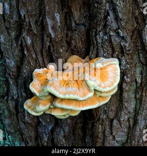 Laetiporous Sulphureus Sulphur Shelf common  Chicken Mushroom; Oak HoastOrange yellow and pale green Bracket Fungi hosted on old Oak tree bark in late Stock Photo