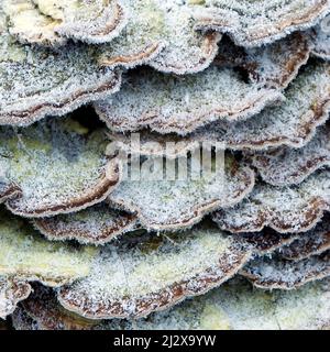 Bracket Fungus ice covered in a hard frost Stock Photo