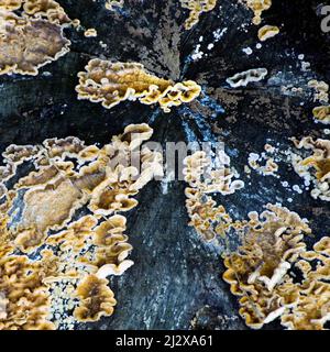 Part of a Fungi covered fallen tree stump in a Cannock Chase woodland in winter Stock Photo