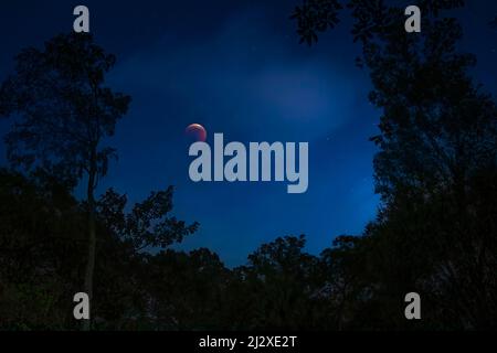 A blood moon lunar eclipse glows in the sky over the Florida Everglades. Stock Photo