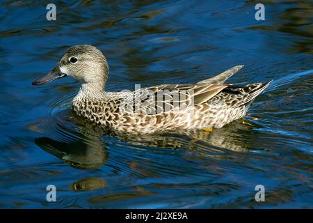 A female blue-winged teal duck swims along a pond in the Florida Evergaldes. Stock Photo