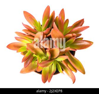Crassula capitella plant isolated on white background Stock Photo