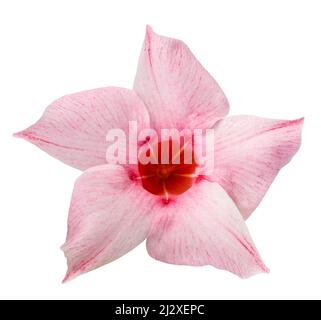 Pink mandevilla flower isolated on white background Stock Photo