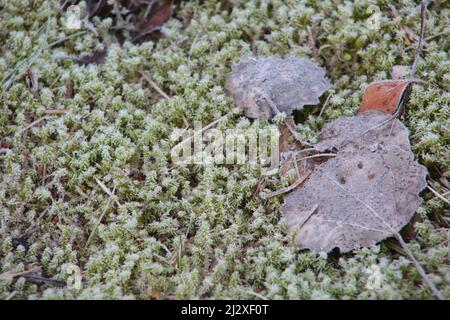 Frosted Moss with Fallen Leaves during late Fall Stock Photo