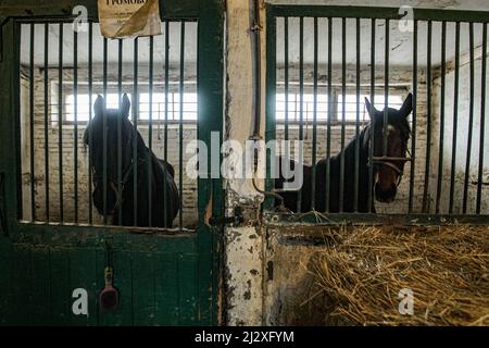 Non Exclusive: KYIV, UKRAINE - APRIL 2, 2022 - Horses live in the stables at the Kyiv Racecourse, Kyiv, capital of Ukraine. Stock Photo