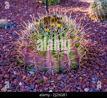 Close up of Fire barrel cactus (Ferocactus gracilis) Stock Photo