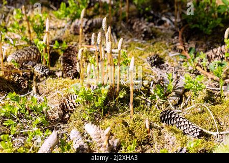 Forest horsetail, Equisetum sylvaticum, spikes of spores, horsetail on forest floor