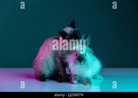 Friendship. Portrait of beautiful Thai cat and furry rabbit sitting together isolated on green background in neon light. Concept of domestic animal Stock Photo