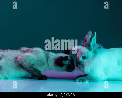Friendship. Portrait of beautiful Thai cat and furry rabbit sitting together isolated on green background in neon light. Concept of domestic animal Stock Photo