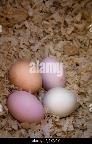 Four fresh, free-range eggs on the nest Stock Photo