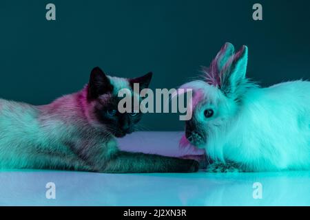 Friendship. Portrait of beautiful Thai cat and furry rabbit sitting together isolated on green background in neon light. Concept of domestic animal Stock Photo