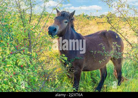 Portrait of a beautiful big brown dark horse that grazes on a green meadow. Copenhagen, Denmark Stock Photo