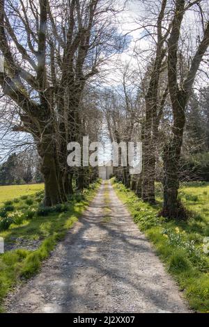 Tree lined, driveway in springtime, near Timoleague, Co. Cork Stock Photo